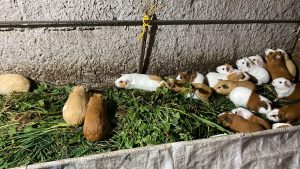 MANEJO, CUIDADO Y CRIANZA DE CUYES